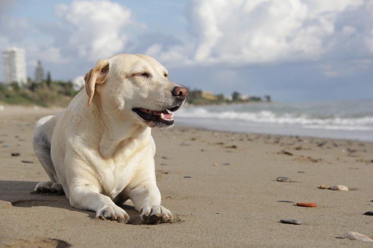 🐕‍🦺 Playa para Perros en Torrox (a 10 minutos de Nerja) 🐶